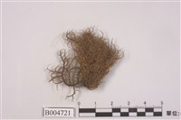 藏品(菘蘿屬)的圖片